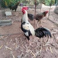 ราคา ไข่ไก่ชนพม่าแจ้ตีนหน้าดี ลำหนักลำแน่น มีการรับประกันระหว่างขนส่งแตกส่งให้ฟรี (13962693368)