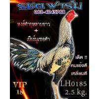 ราคา ไข่ไก่ชน ส มีสุวรรณ100 ลูกหงส์ดำกุหลาบขาว เจ้าหงส์ขาว (21064142196)