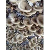 ราคา เชื้อเห็ดกระด้าง เห็ดบด หรือเห็ดลมสามารถนำไปลงขอนไม้หรือเปิดดอก ก้อนละ35บ (19366139902)