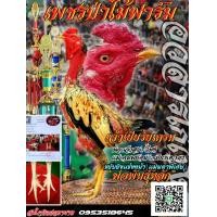 ราคา ไข่เชื้อไก่ชน เชิงชนโยกลอดถอดตี เปิดปีกเก่ง ปากไว แผลคมพิเศษ 5ฟองบาท 480 (20530030867)