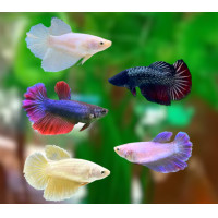 ราคา แม่พันธุ์ปลากัดฮาฟมูน เพศเมีย มีหลากหลายสีสัน ไข่แน่นๆ มีรับประกันสินค้า (20803828208)