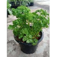 ราคา ต้นพันธ์ุพาร์สลีย์ ใบหยิก กระถาง 8 นิ้ว (7962753266)