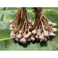 ราคา Garlic กระเทียม กระเทียมกลีบม่วง กระเทียมไทย กระเทียมมัดจุก1กก กระเทียมออแกนิก (14602233131)