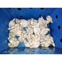 ราคา ไข่เขื้อไก่ดำภูพาน KU 10ฟอง มีแถมกันแตก (21069655864)
