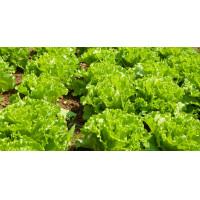 ราคา เมล็ดพันธุ์ผักกาดหอม บรรจุ 350 เมล็ด เมล็ดพันธุ์์ ผักกาดหอม ผักรองจาน ผักสลัด เมล็ดผักสลัด (10055872029)