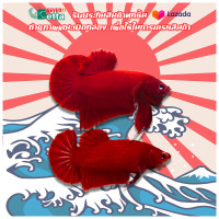 ราคา ปลากัดสีแดง 1 คู่ ตัวผู้ ตัวเมีย พร้อมผสมพันธุ์ คัดเกรดพิเศษ (20713030159)