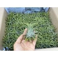 ราคา ทิลแลนเซีย รากอากาศ Tillandsia Ionantha หัวขนาดใหญ่ เกรดส่งออก (8929730394)