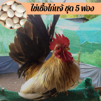 ราคา ไข่เชื้อไก่แจ้ ชุด 5 ฟอง สำหรับฟัก (12606368406)