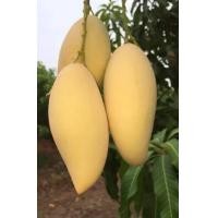 ราคา มะม่วงน้ำดอกไม้สีทองสดจากสวน (12949080528)