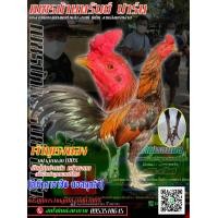 ราคา ไข่ไก่ชนม้าล่อแข้งหน้าติดสปิง ปกติฟองล่ะ120ช่วงโปรโมชั่นพิเศษ5ฟอง480บาท (19822428732)