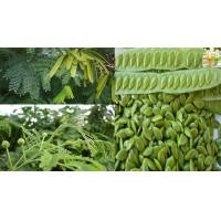 ราคา ใบกระถิน เมล็ดกระถิน ฝักกระถิน ออแกนิค ปลูกเองในพื้นที่ภาคอีสาน ปลอดสารพิษ แพ็คสูญญากาศ เก็บไว้ได้นาน (20686840398)