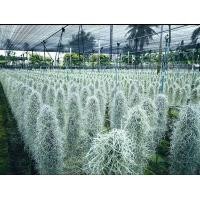 ราคา 2ต้น ออเดอร์ ต้นหนวดฤาษี Tillansia usenoides L ต้นไม้ฟอกอากาศ พร้อมเหล็กแขวน ก่อแน่นๆ (20978467591)