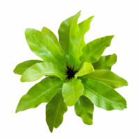 ราคา เฟิร์นข้าหลวงโอซาก้า เฟิร์นรังนก เฟิร์น เฟิน เฟิร์นข้าหลวง ข้าหลวงหลังลาย (19937282685)