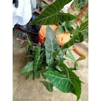 ราคา พญาจงอางถอนขายจัดชุด5ต้น (12457139763)