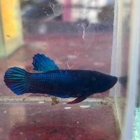 ราคา กัดหม้อ75 ลูกผสมสายกัด (20982367797)