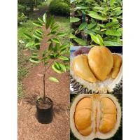 ราคา ต้นทุเรียนหนามดำ เสียบยอด ทุเรียนโอฉีสายพันธุ์ต้นพันธุ์แข็งแรงดี ต้นสูง80 90เซน (20915211341)