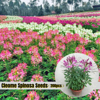 ราคา เมล็ด คุณภาพดี ราคาถูก เมล็ดพันธุ์แท้ 100 200pcs ผักเสี้ยนฝรั่งคละสี Mixcolor Cleome Spinosa Seeds Flower Seeds เมล็ดพันธุ์ดอกไม้ ไม้ประดับ อุปกรณ์ทำสวน ดอกไม้ปลูก จัดสวน ดอกไม้ปลูก บอนไซ แต่งบ้านและส