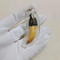 ราคา เขี้ยวหมูตันถักเชือกเลี่ยมกรอบ สุดยอดเครื่องรางทนสิทธิ์มีอานุภาพในตัว แคล้วคลาดคงกระพัน มีบริการส่งฟรี (17847648984)