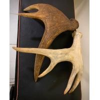 ราคา ใบเขากวางมูส2ใบ สวยๆ ต่อยอดงานDIY (20941236900)