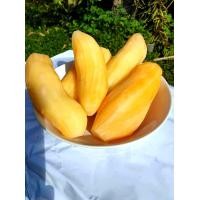 ราคา บัวหิมะสด จากดอยอ่างขาง เชียงใหม่ ผลไม้เพื่อสุขภาพ ขายเป็นกิโล (9768172491)