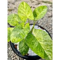 ราคา เสน่ห์จันทร์เขียวด่างมิ้นต์ ไม้หายากเฉพาะถิ่น ไม้มงคลควรค่าแก่การสะสม (15269086341)