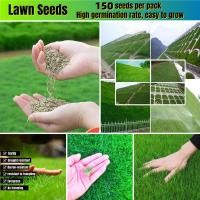 ราคา เก็บปลายทาง พร้อมส่ง เมล็ดพันธุ์ หญ้าสนามหญ้า 150 เมล็ด Lawn Seeds Grass Seed เมล็ดหญ้า Evergreen Plants เมล็ดพันธุ์หญ้า เมล็ดหญ้า หญ้านวลน้อย หญ้าปูสนาม สนามหญ้า รูซี่ เมล็ดหญ้ารูซี่ หญ้ารูซี่ ไม้ปร 