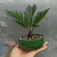 ราคา ต้นปรงแก้วแคระ Cycas siamensis ต้นไม้จิ๋ว จัดส่งพร้อมกระถาง 3 นิ้ว ลำต้นพร้อมใบสูง 20 25ซม หัวปรงขนาด 10 12 ซม มีใบแล้ว (4351414064)
