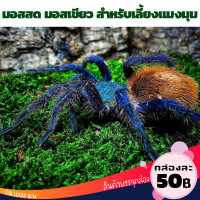 ราคา มอสสด มอส มอสเลี้ยงแมงมุม แมงมุมชอบ Exotic กล่องละ 50 บาท Vivarium Exotic pet (7786269685)