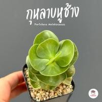 ราคา กุหลาบหูช้าง Portulaca Molokiniensis ไม้อวบน้ำ กุหลาบหิน แคคตัส กระบองเพชร cactus succulent (21103519423)