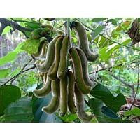 ราคา ขายส่ง 100 เมล็ด เมล็ดหมามุ่ยไทย Mucuna หมามุ่ย หมามุ้ย กลออื้อแซ โพล่ยู มะเหยือง หมาเหยือง ตำแย พืชเถา สมุนไพร บำรุงกำลัง พืชทางเลือก (20447495295)