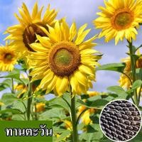 ราคา พร้อมส่ง เมล็ดทานตะวันคุณภาพดี 50 เมล็ด ราคาถูก เมล็ดทานตะวัน 100 เมล็ดทานตะวันสวยงาม ต้นไม้มงคล ไม้ประดับ ไม้ดอกไม้ประดับ บอนไซ ผักสวนครัว เมล็ดพันธุ์ดอกไม้ ปลูกในสวน ผลผลิต ทานตะวันกินได้ ระเบียงกล 