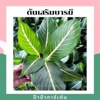 ราคา ต้นเสริมบารมี บารมีเศรษฐี มาในกระถางพร้อมตั้ง (17340747461)