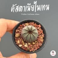 ราคา เฟรเรียคัสตาเนียไนเทน Frailea Castanea nitens แคคตัส กระบองเพชร cactus succulent (21039778033)
