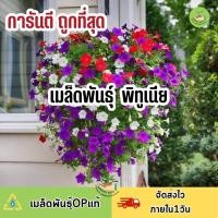 ราคา ถูกที่สุด เมล็ดพันธุ์ ดอกพิทูเนีย หลากสี (18840380457)