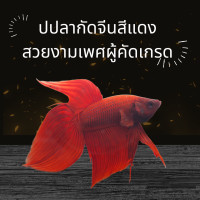 ราคา ปลากัดจีนสีแดงสวยงามคัดเกรด เพศผู้ มีรับประกันสินค้า มีเก็บเงินปลายทาง (20427256725)