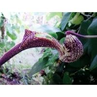 ราคา เมล็ดไก่ฟ้าพญาลอหรือกระเช้าสีดา 30 เมล็ด ซองละ 29 บาท ว่านไก่ฟ้าพญาลอ ว่านไก่ฟ้าพญาแล ว่านดอกไก่ (18610775996)