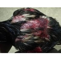 ราคา ไข่เชื้อป่าก๋อย เปรู (21045106537)