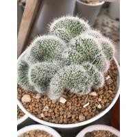 ราคา แมมเข็มเงินคริส Mamillaria Geminispina Cristata กระบองเพชร แคคตัส (20463542210)