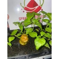 ราคา ต้นพริก Big Mustard Mama แท้ (20994744275)