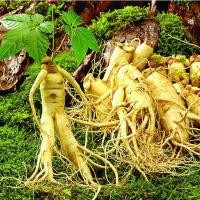 ราคา เมล็ดโสมเกาหลี Korean ginseng seeds โสมเกาหลี Korean Ginseng โสมเอเชีย Panax Ginseng จินเซ็ง โสมสกัด เมล็ดพันธ์นำเข้า ราชันย์แห่งหมู่มวลสมุนไพร โสมแดง (351864593)