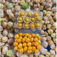 ราคา เคพกูสเบอร์รี่ Cape gooseberry Seed โทงเทงฝรั่ง 1Kg ส่งฟรี วิตามินสูง สดๆจากสวน เชียงใหม่ รับประกันความอร่อย (10534336795)