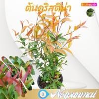 ราคา ต้นคริสติน่า กระถาง 6 นิ้ว ส่งพร้อมกระถาง (20472705395)