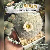 ราคา แมมขนนกขาว ดอกขาว ไซค์ 4เซนขึ้นไป Mammillaria Plumosa แมมขน จัดส่งทั้งกระถาง ขนนุ่ม ไม่มีหนาม (11504919734)