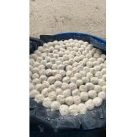 ราคา ลูกแป้งข้าวหมาก 30ลูก ลูกแป้ง ลูกแป้ง สาโท ลูกแป้งข้าวหมาก หวาน ซาบซ่า สิชล นครศรี (21123253340)