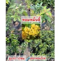 ราคา ต้นหอมหมื่นลี้ ชำกิ่ง ดอกสีขาวนวลมีกลิ่นหอมมาก ขนาด40 50เซนฯ (19518807674)