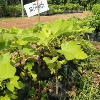 ราคา มะเดื่อฝรั่งแบบตอนกิ่ง (2162902507)