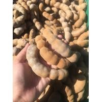 ราคา มะขามหวานสีทอง หมูปนสุกคละ มะขามหวานฝักใหญ่ๆ พันธุ์สีทอง ขนาด 1Kg หวาน สด หวาน อร่อย โดนใจ จากสวนคุณพ่อ (11560012991)