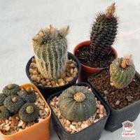 ราคา 40 เมล็ด เมล็ดเฟเรีย Frailea Mixed แคคตัส กระบองเพชร cactus succulent (6070882818)