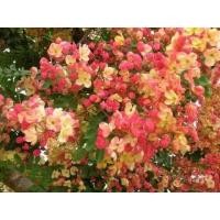 ราคา ต้นคูนสายรุ้ง 1ชุดมี10ต้น (14771157048)