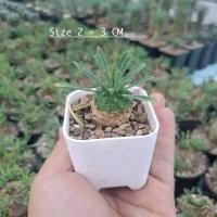 ราคา ยูโฟเบียจาปอนิก้า Euphorbia Japonica ยูโฟเบียคนป่า ยูโฟเบียนักกล้าม (21173519906)